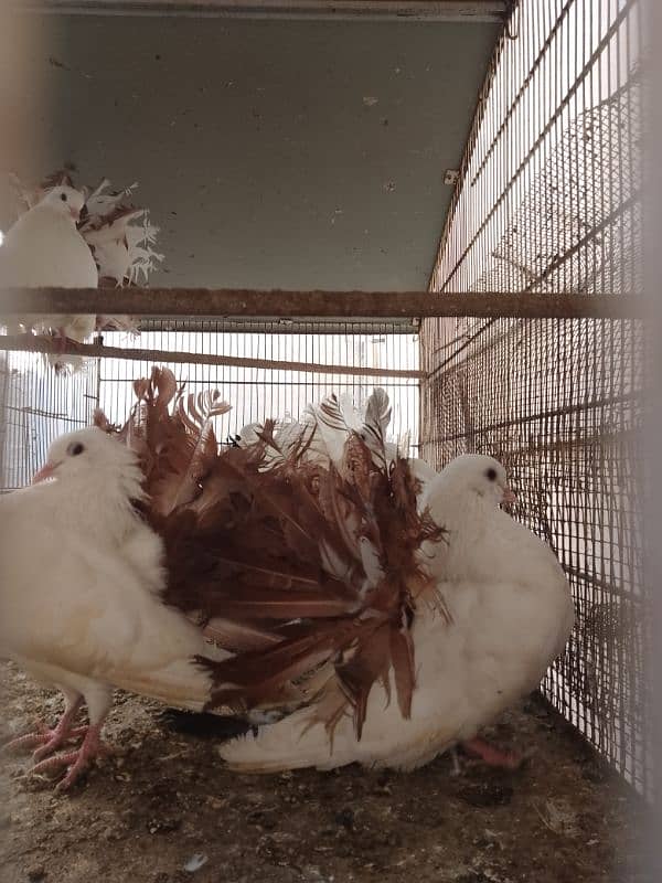 Cockatiel hand tame/ Cockatiel pathay/ Fancy pigeons 4