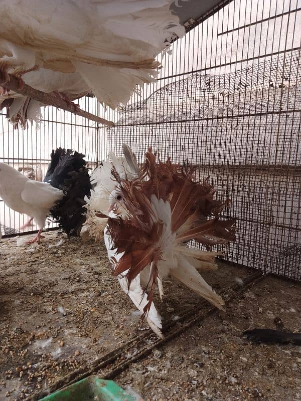 Cockatiel hand tame/ Cockatiel pathay/ Fancy pigeons 5