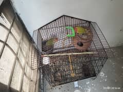 love birds pair with cage