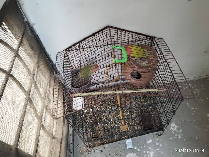 love birds pair with cage 0