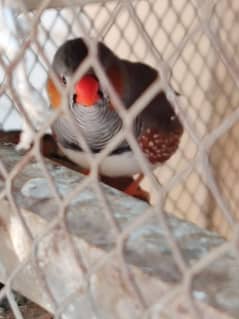 Australian parrot or finches