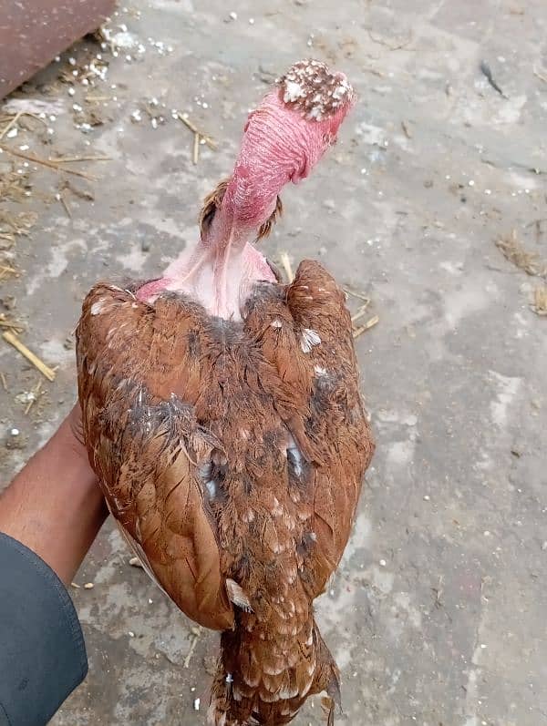 rooster for sale 4