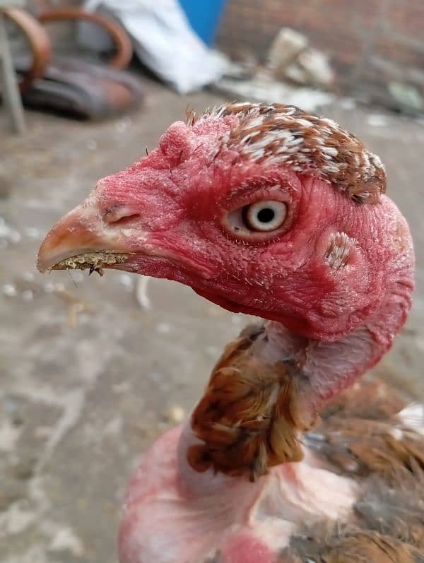 rooster for sale 5