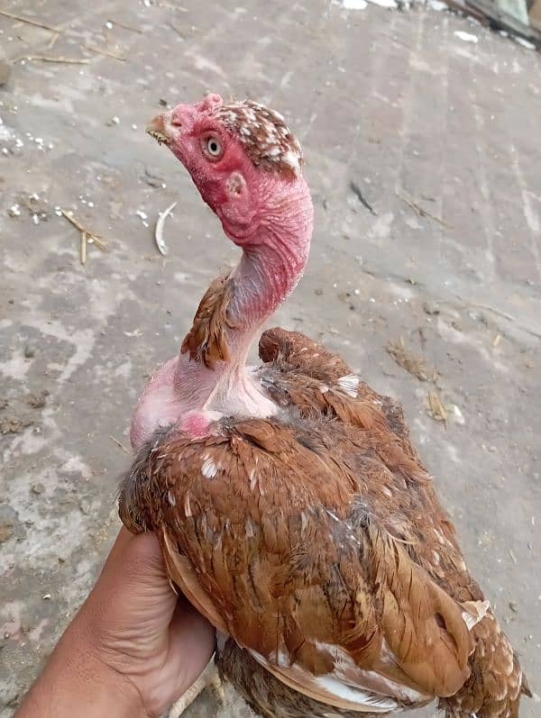 rooster for sale 6