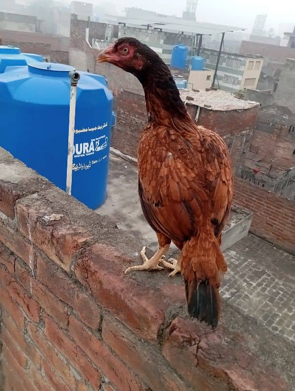 rooster for sale 7