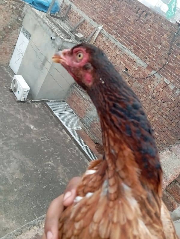 rooster for sale 9