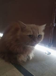 orenge persian cat