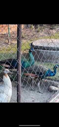 black n blue shoulder peacock