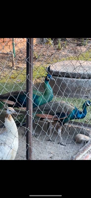 black n blue shoulder peacock 0