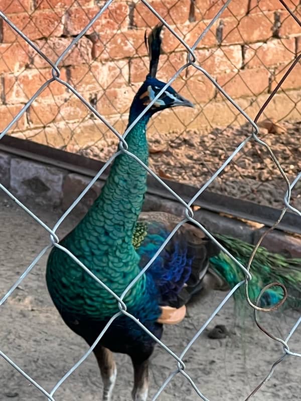 black n blue shoulder peacock 1