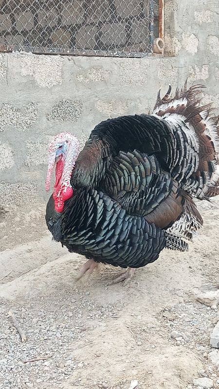 Turkey 4