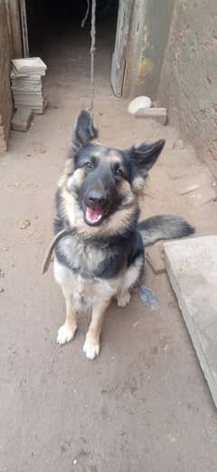 German Shepherd dog female urgent sale