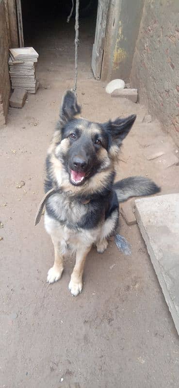 German Shepherd dog female urgent sale 0