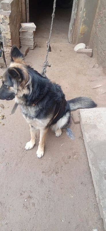 German Shepherd dog female urgent sale 1