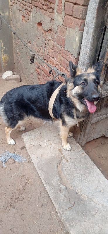 German Shepherd dog female urgent sale 2