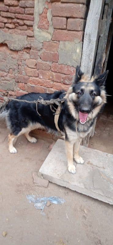 German Shepherd dog female urgent sale 3