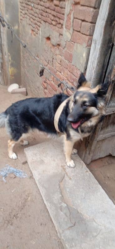 German Shepherd dog female urgent sale 4