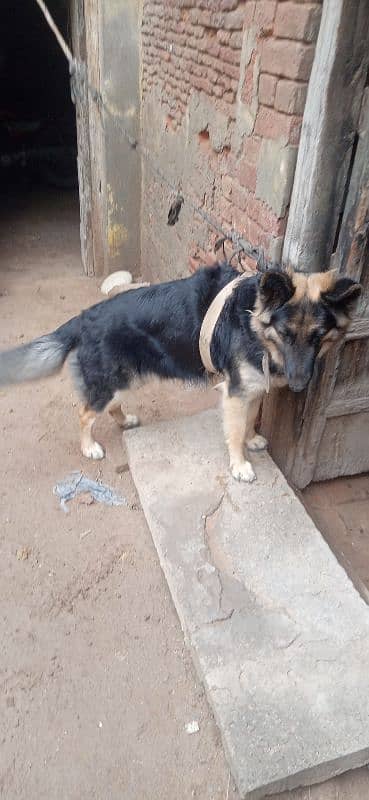 German Shepherd dog female urgent sale 5