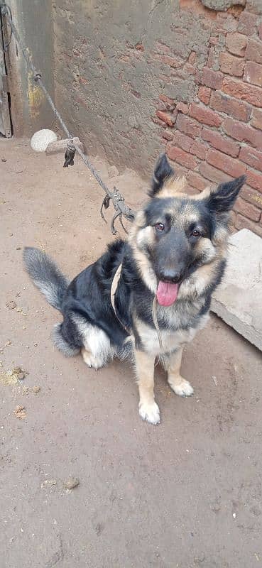 German Shepherd dog female urgent sale 6