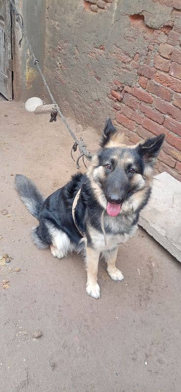 German Shepherd dog female urgent sale 7