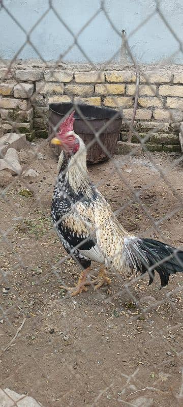 Aseel bangum breed for sale 2