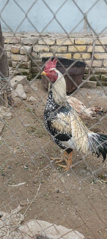 Aseel bangum breed for sale 5