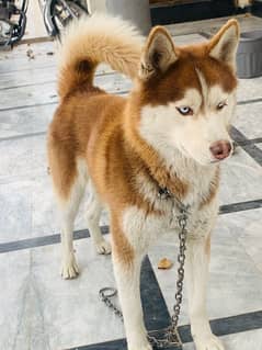 Siberian husky age 1 Year