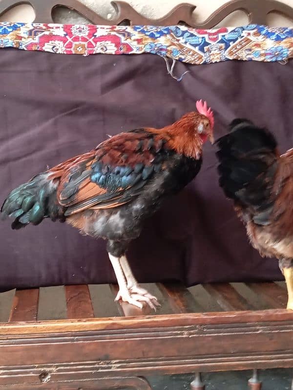 pair of cock 0