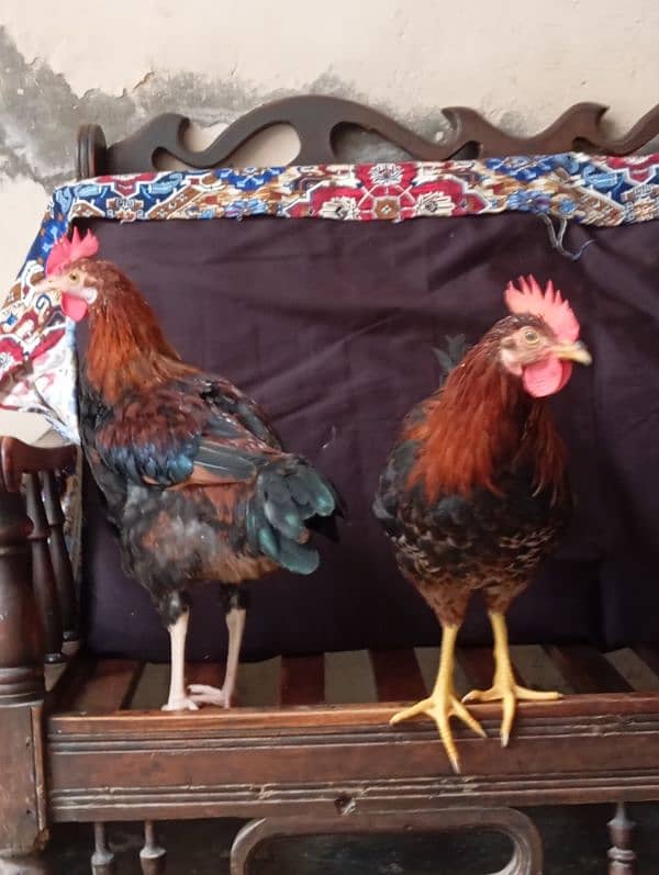 pair of cock 2