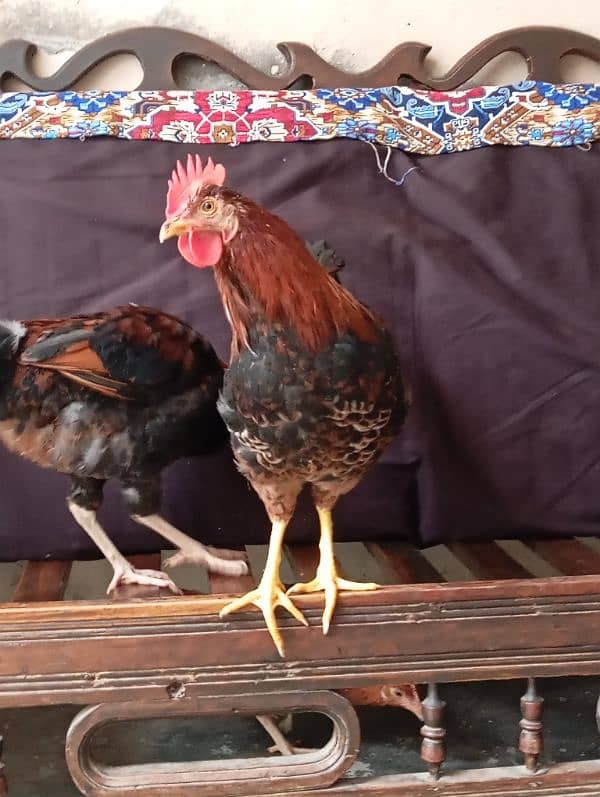 pair of cock 3