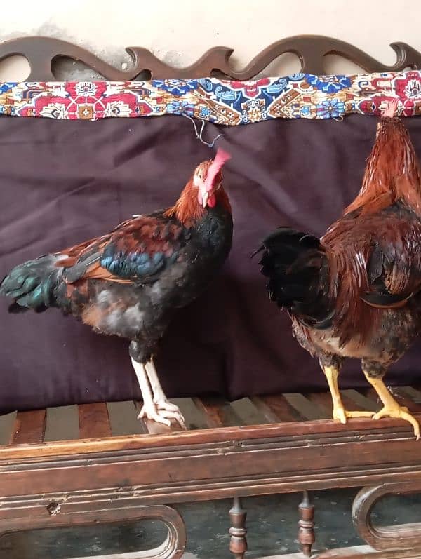 pair of cock 5