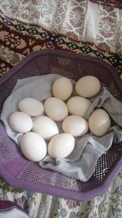 ayam cemani and english game eggs