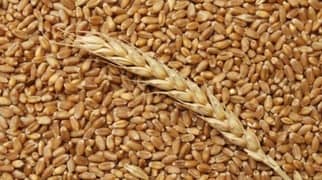 Wheat [ Gandum Sale ] 'گھر کی صاف گندم برائے فروخت