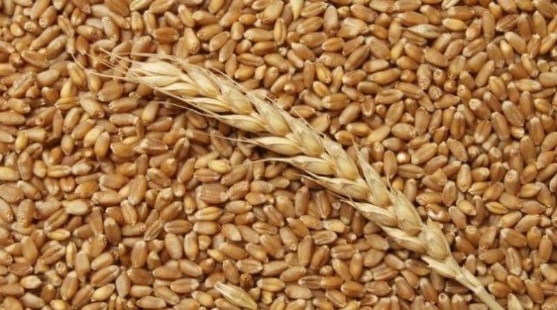 Wheat [ Gandum Sale ] 'گھر کی صاف گندم برائے فروخت 0