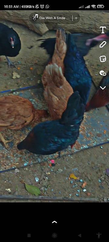 Desi Australorp hens 0