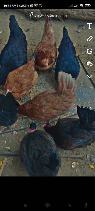 Desi Australorp hens 2