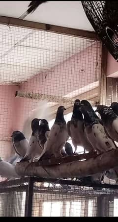 Pigeons | کبوتر | Mix Pigeons