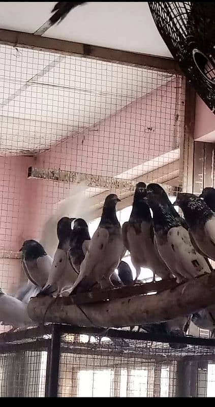 Pigeons | کبوتر | Mix Pigeons 0