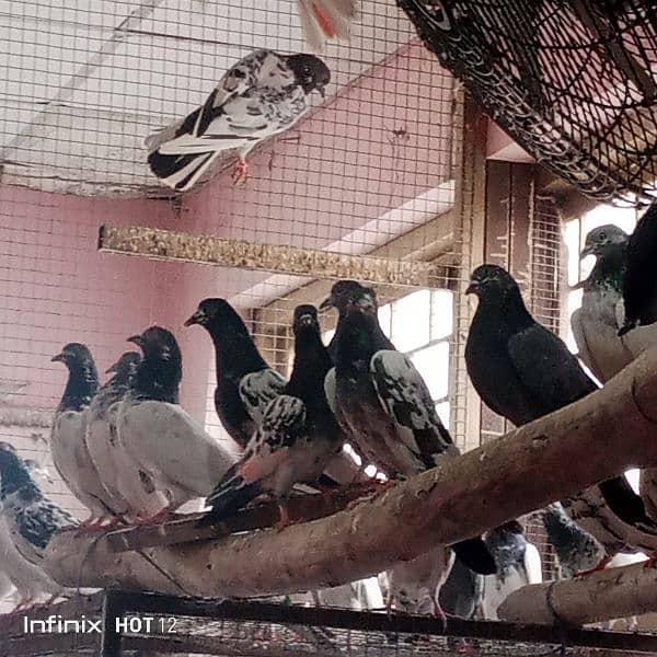 Pigeons | کبوتر | Mix Pigeons 1