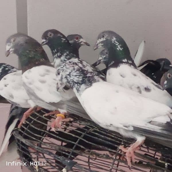 Pigeons | کبوتر | Mix Pigeons 3