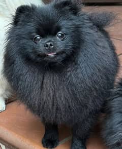 Pomeranian