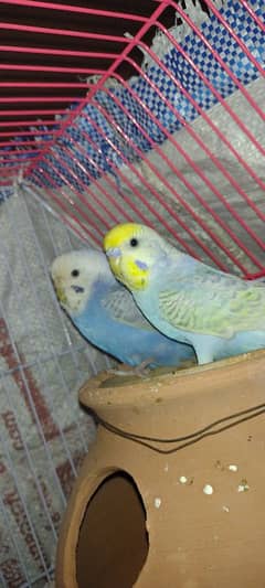 Rambow budgies