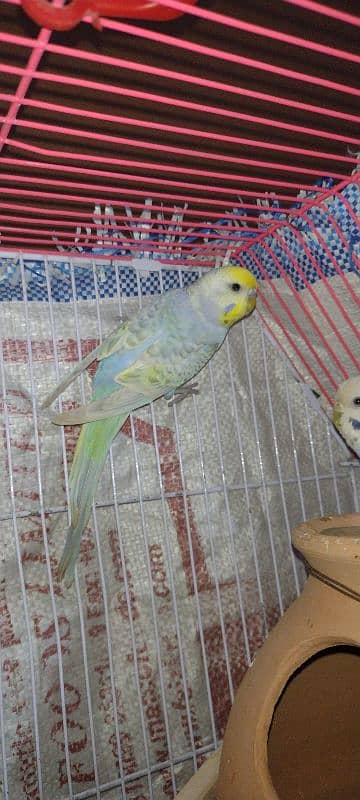 Rambow budgies 1