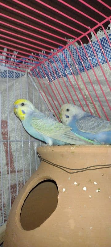 Rambow budgies 2