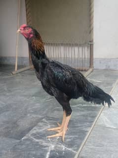 Aseel | Shamoo Aseel | High Quality Shamo | Shamoo Hens For Sale