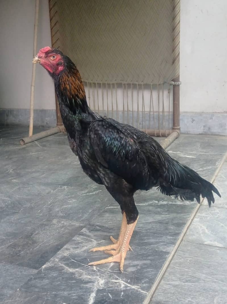 Aseel | Shamoo Aseel | High Quality Shamo | Shamoo Hens For Sale 1