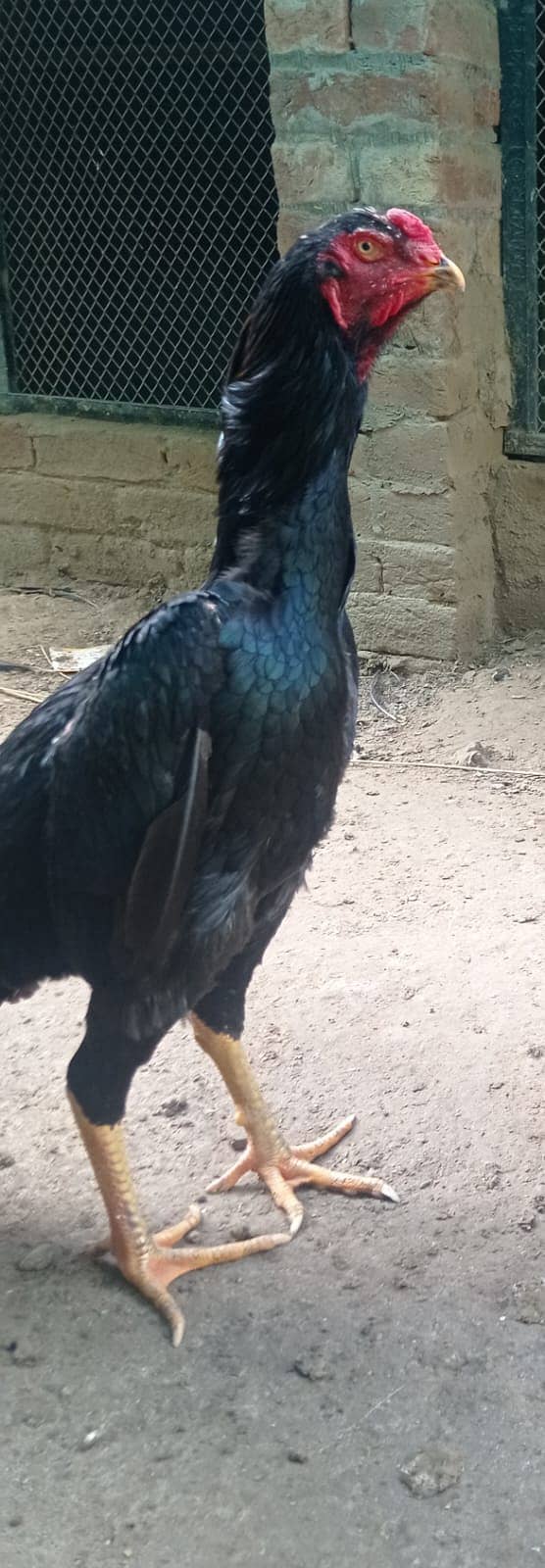 Aseel | Shamoo Aseel | High Quality Shamo | Shamoo Hens For Sale 3