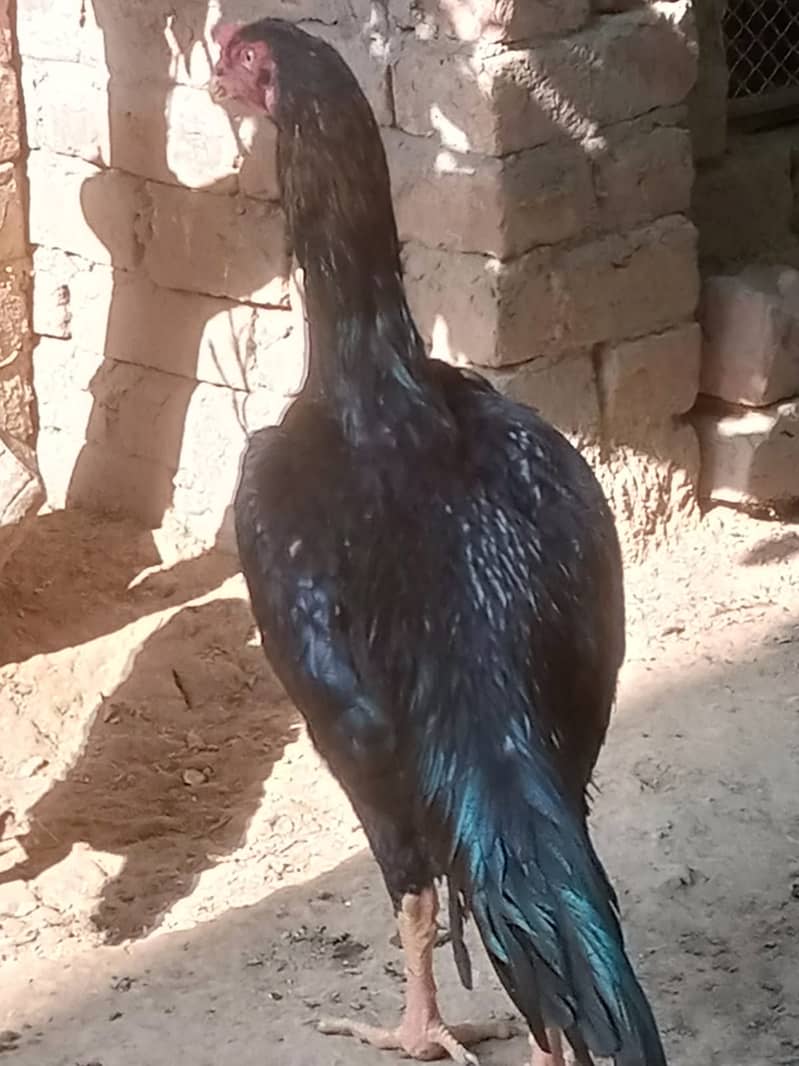 Aseel | Shamoo Aseel | High Quality Shamo | Shamoo Hens For Sale 4