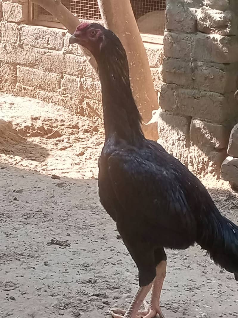 Aseel | Shamoo Aseel | High Quality Shamo | Shamoo Hens For Sale 5