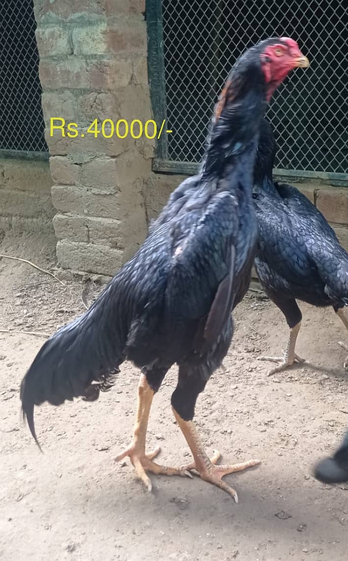 Aseel | Shamoo Aseel | High Quality Shamo | Shamoo Hens For Sale 6